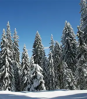 Апартамент Камелия в Пампорово - борова гора